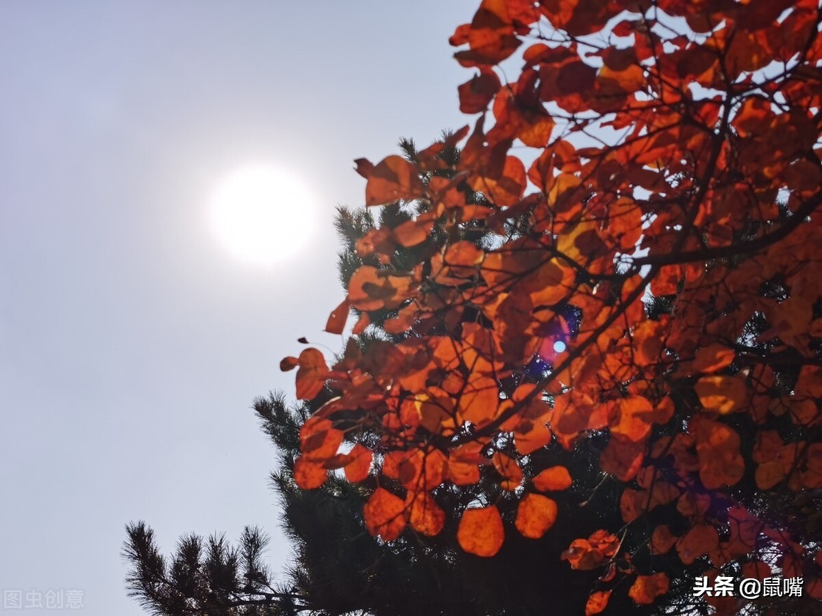 荀子节选原文及翻译,荀子译文翻译