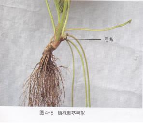 高产的高架草莓无土栽培技术,有机草莓的大棚种植与管理技术