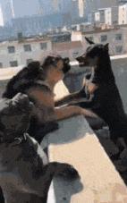 鎼炵瑧gif鎴戠煡閬撲綘鏄釜濡瑰瓙,鎼炵瑧gif娈靛瓙濡瑰瓙浣犲お鐨簡