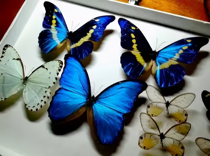 重庆北碚清明节踏青好去处,重庆巴南踏青一日游最佳攻略