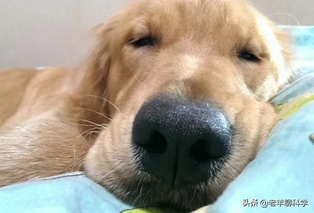 恶犬咬人被反杀集锦解气,恶犬咬人被一招制服