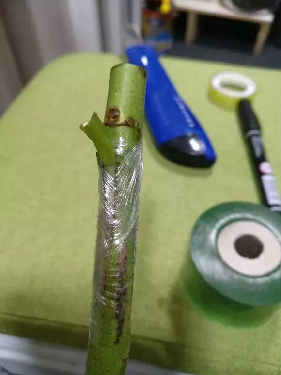 买假花月季,网上买的月季怎么处理