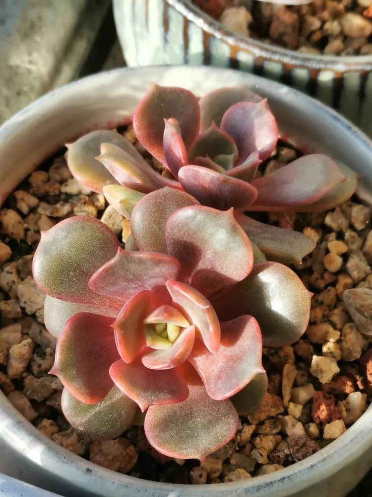 适合北方阳台党养的多肉,适合养在北阳台的多肉