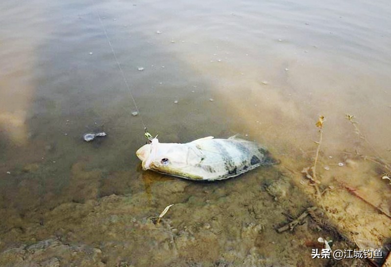冬天钓不到翘嘴怎么办,冬天钓得到桂鱼不