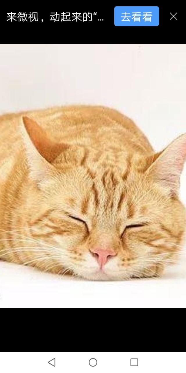 猫咪发情的那些事，猫奴一定需提前知道！