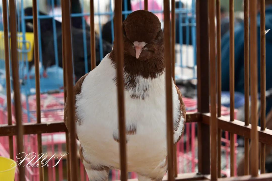天津徐庄子宠物市场,天津北辰小街桥下宠物市场