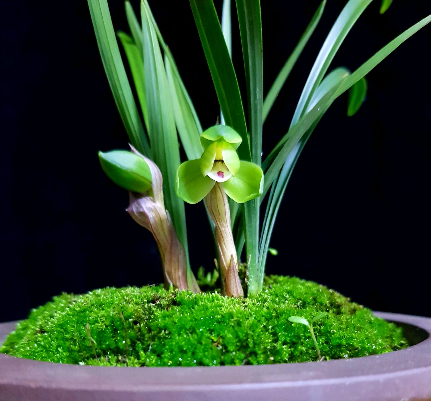 刚上盆的兰花可以直接浇水吗,兰花刚移盆能浇自来水吗
