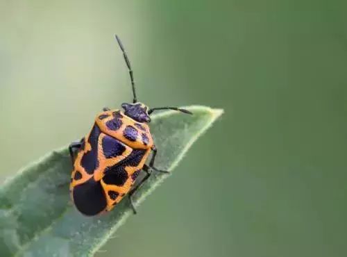 蔬菜害虫防治大全,蔬菜害虫最佳防治方法