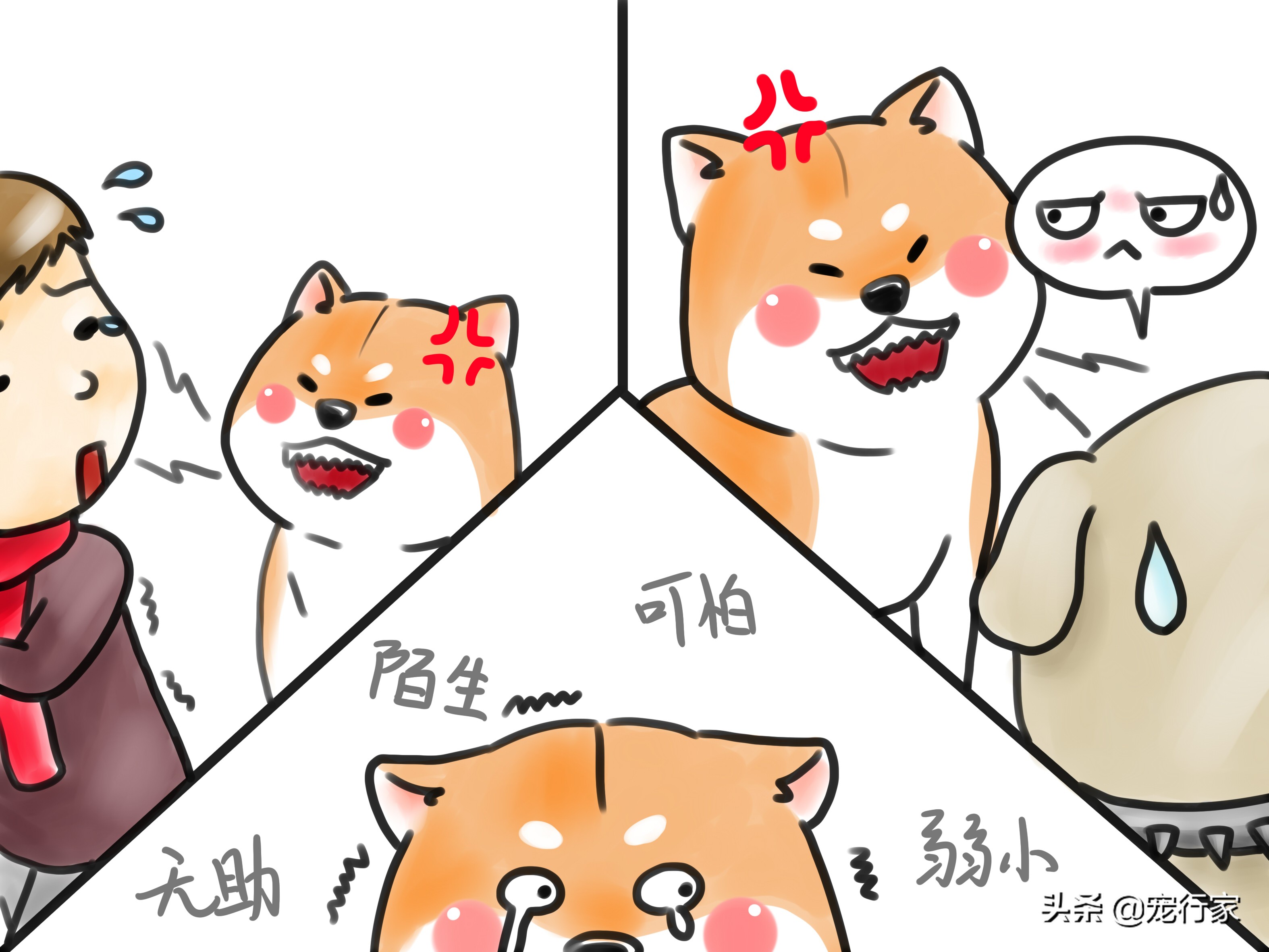 怎么对狗社会性训练,狗到底要怎么训练