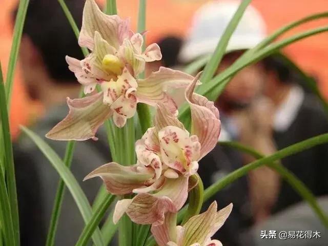 兰花春兰四大名品,兰花十大名品是哪些