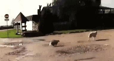 平头哥蜜獾照片,蜜獾平头哥动物科普