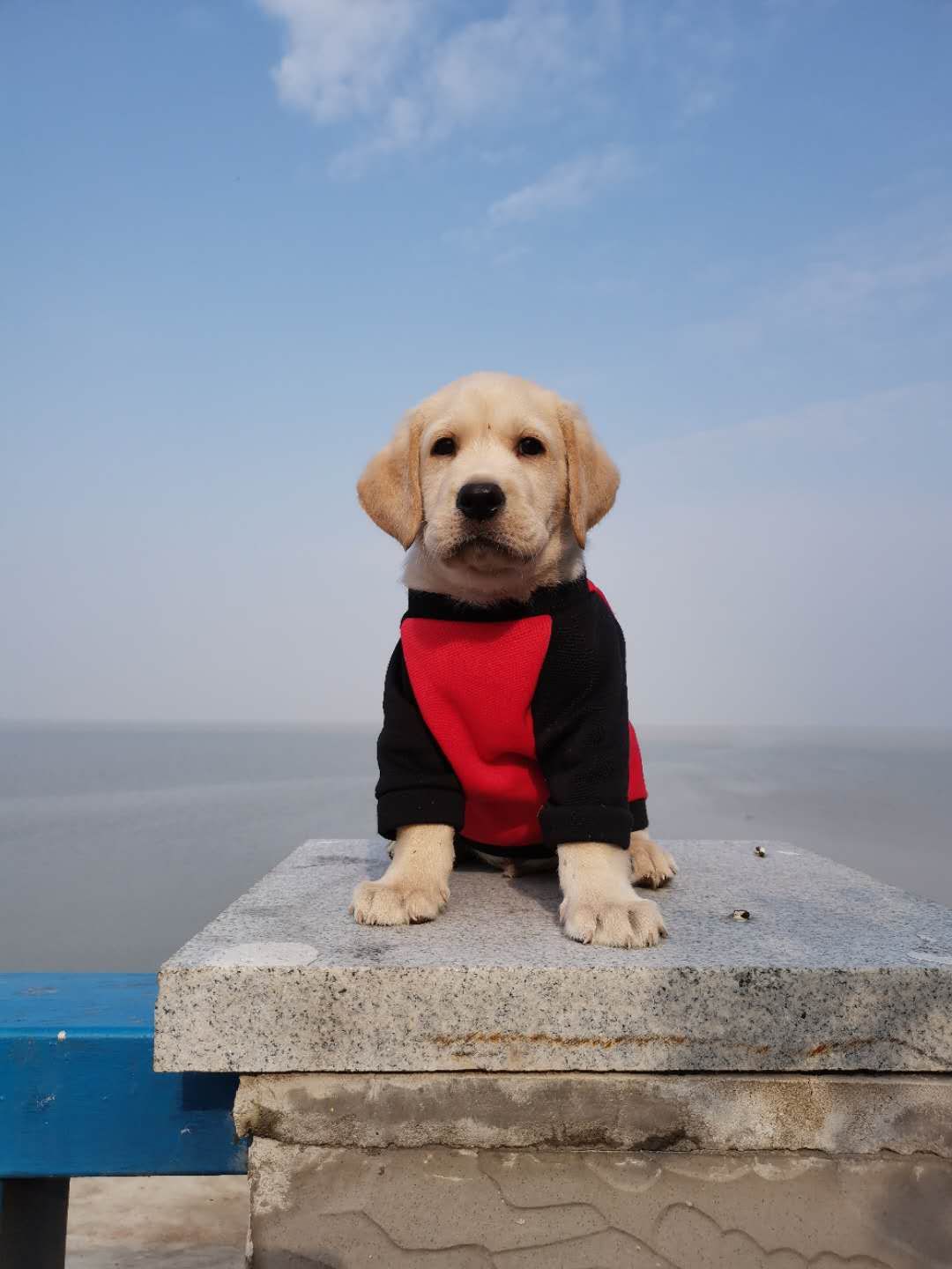 网上买狗如何防止被骗,网上买狗怎么避免被骗