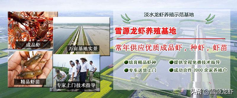 三招解决虾塘问题,虾塘问题及解决方法