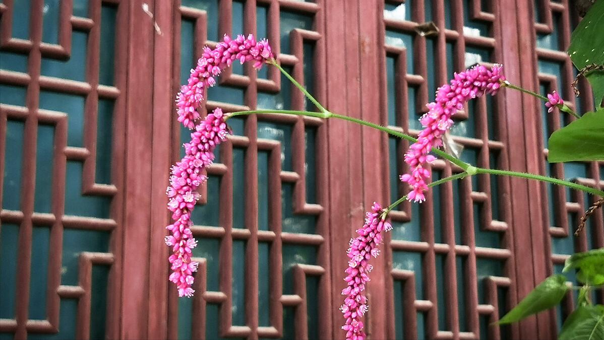 红蓼花的情思——“我的教师专业成长”演讲稿