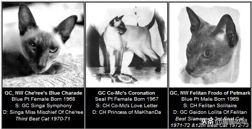 养猫新手买猫注意什么,新手养猫和买猫的注意事项