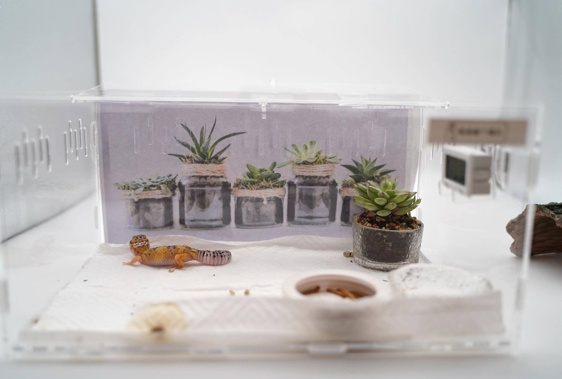 饲养可爱又呆萌傻傻的豹纹守宫,如何饲养好一只豹纹守宫