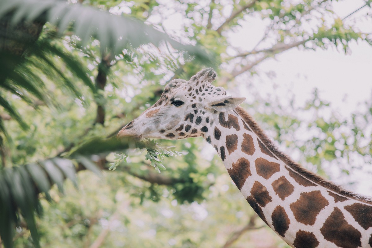 长颈鹿是怎么繁殖的,长颈鹿的繁殖方式是胎生还是卵生
