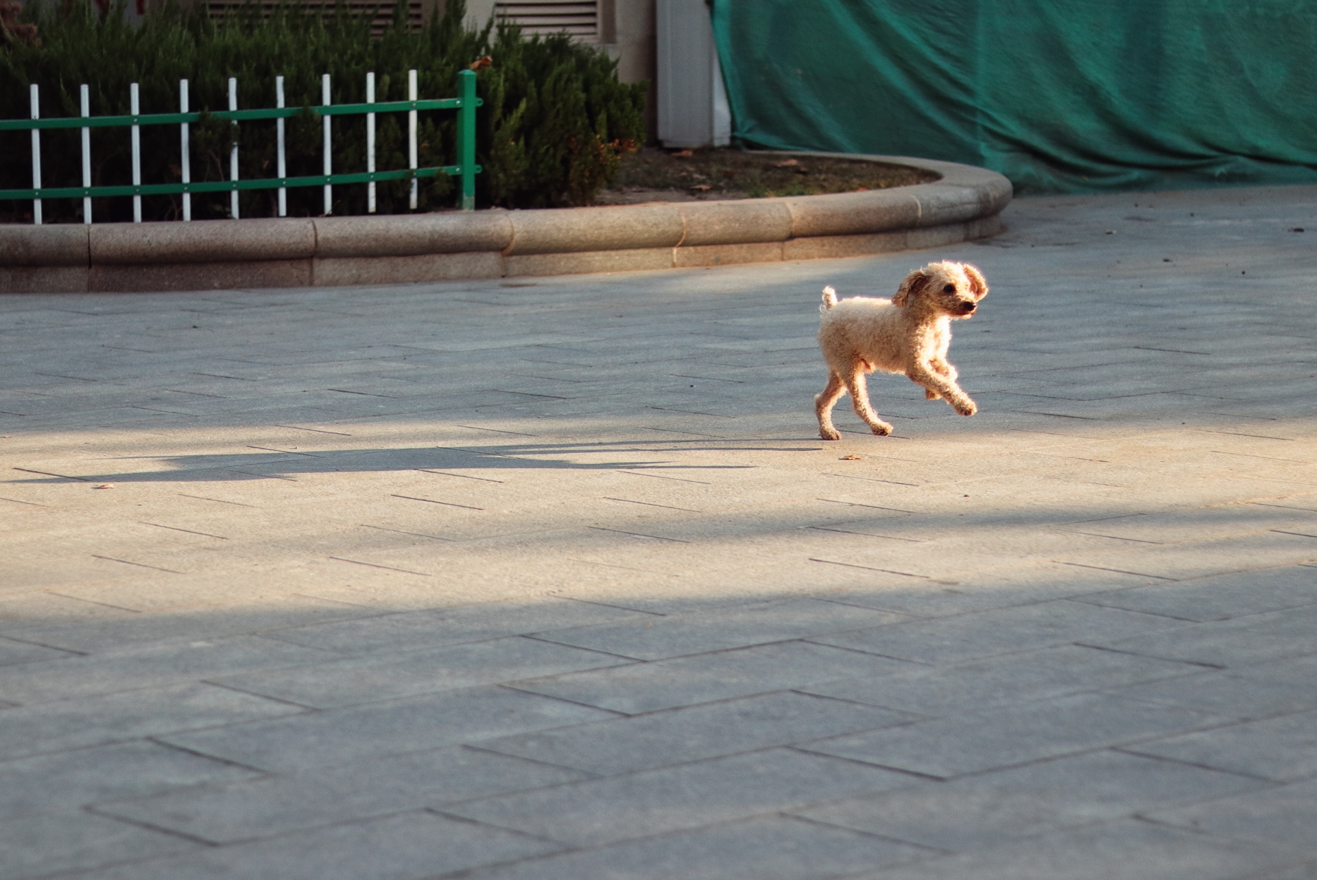 50mm小痰盂是属于什么镜头,50mm小痰盂佳能