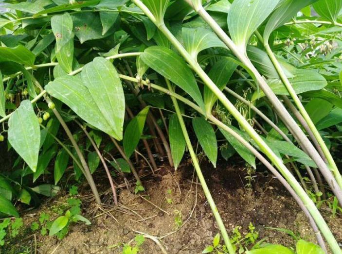 冬季怎样去山里挖鸡头参,农村山野里的鸡头参你认识它吗