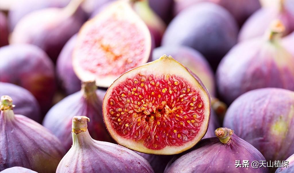 无花果越冬保鲜方法,无花果最先进的保鲜方法