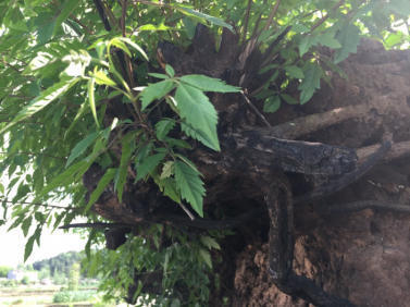 怎么打造黄金棍盆景,黄金棍盆景图片大全