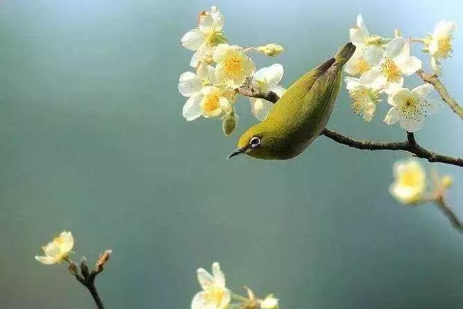 为什么说鼠年难遇双春年,老祖宗留下的老话关于鼠年的