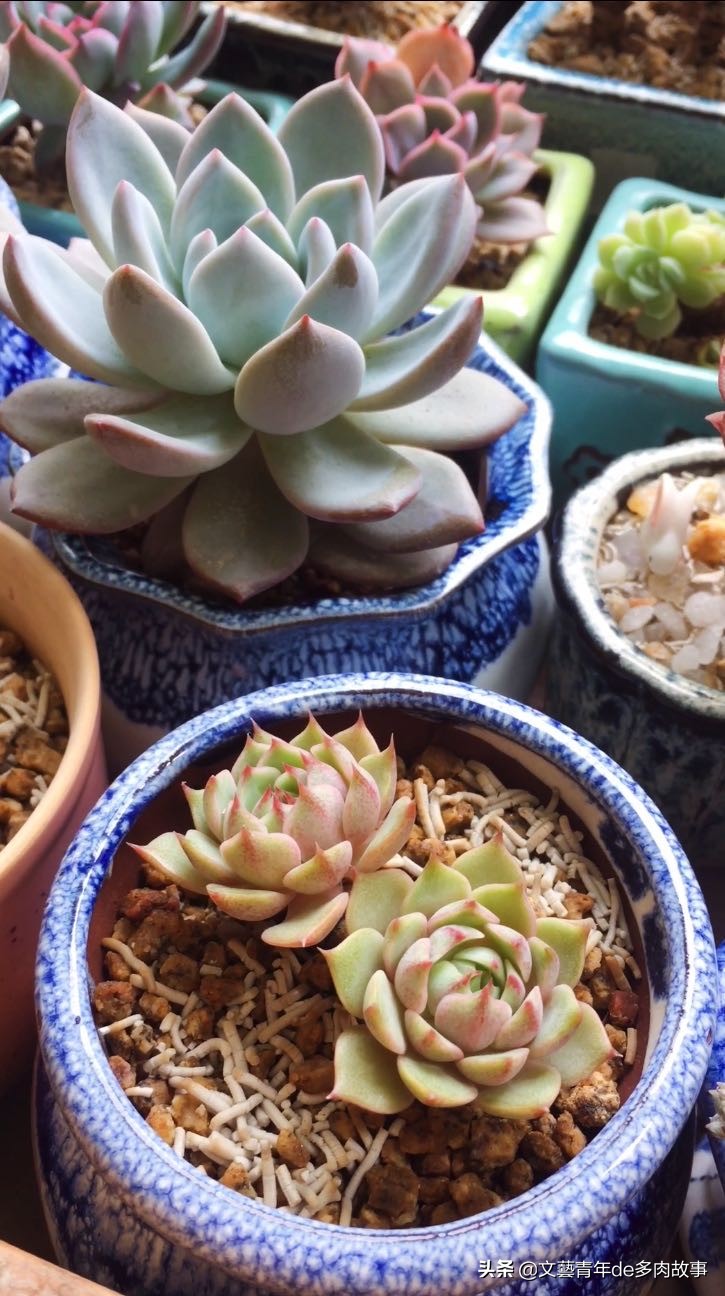 锦晃星多肉开花后花剑怎么处理,多肉长花了影响多肉长大吗