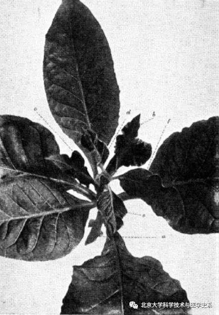 北大院长讲史：第一株病毒是如何被人类发现的？|赛先生