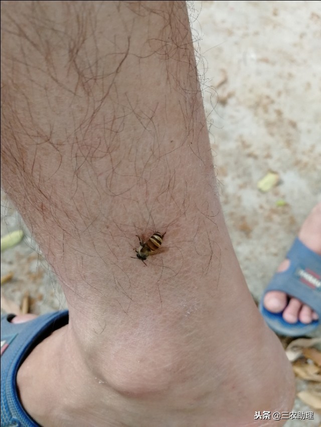 蜜蜂养殖注意事项和禁忌,蜜蜂养殖需要哪些条件和注意事项