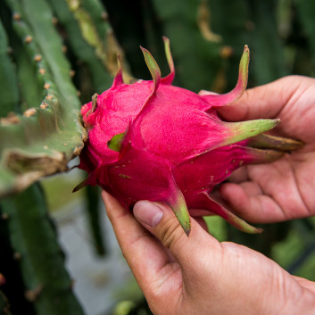 广西隆安火龙果产业核心示范区,隆安县火龙果助农扶贫