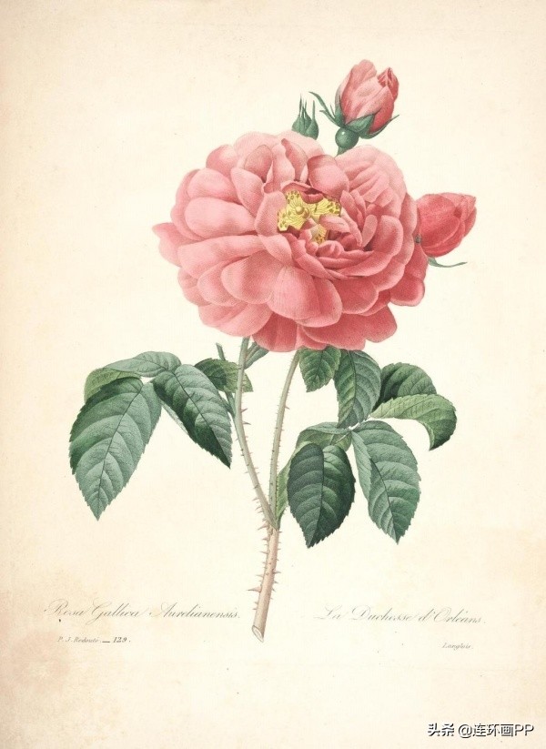 插画风简单的花手绘图片,唯美手绘田园插画图片大全