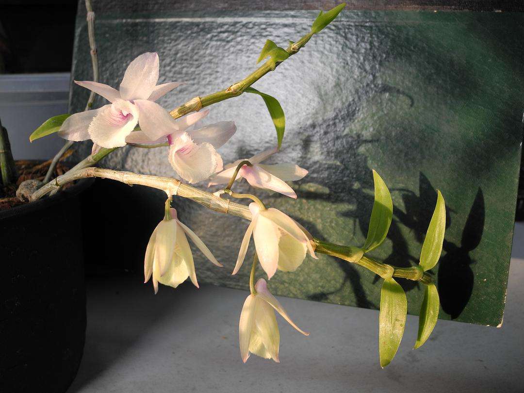 兜唇石斛开花,尖刀唇石斛的种植方法