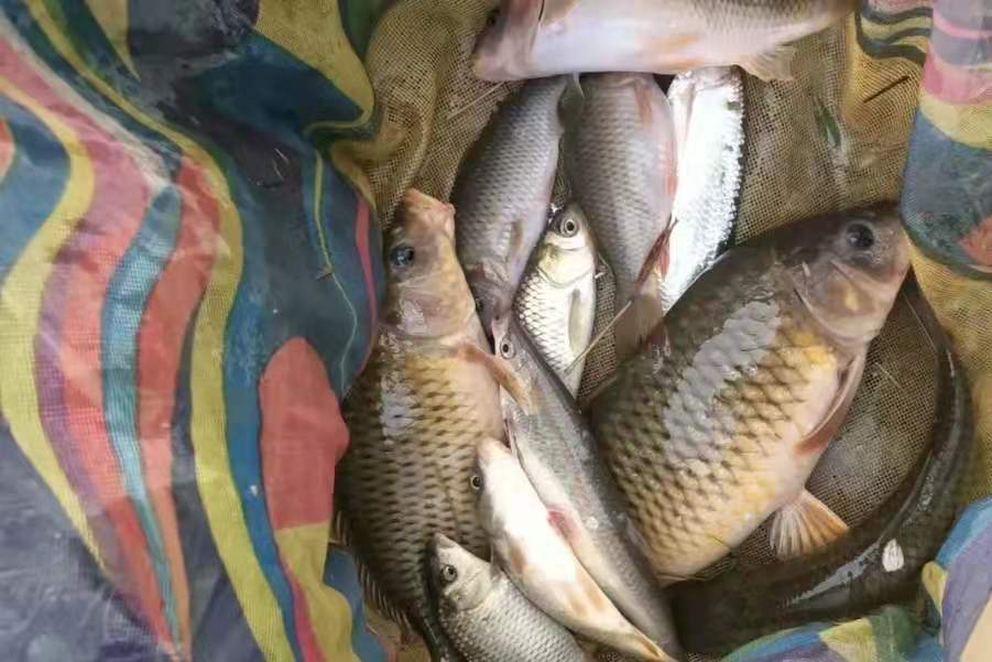 鱼情不好是钓钝吗,鱼情不好调几钓几