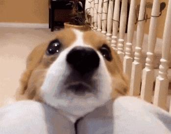 科普小知识：狗狗的基本构造