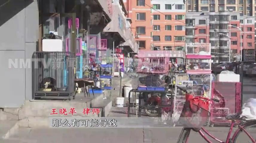 呼和浩特一女子花1500元买了只小猫，几天后孩子身上竟出了红疹？！女子投诉猫舍职能部门介入