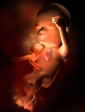 胎儿发育全过程标本,是否能看到胎儿的发育过程