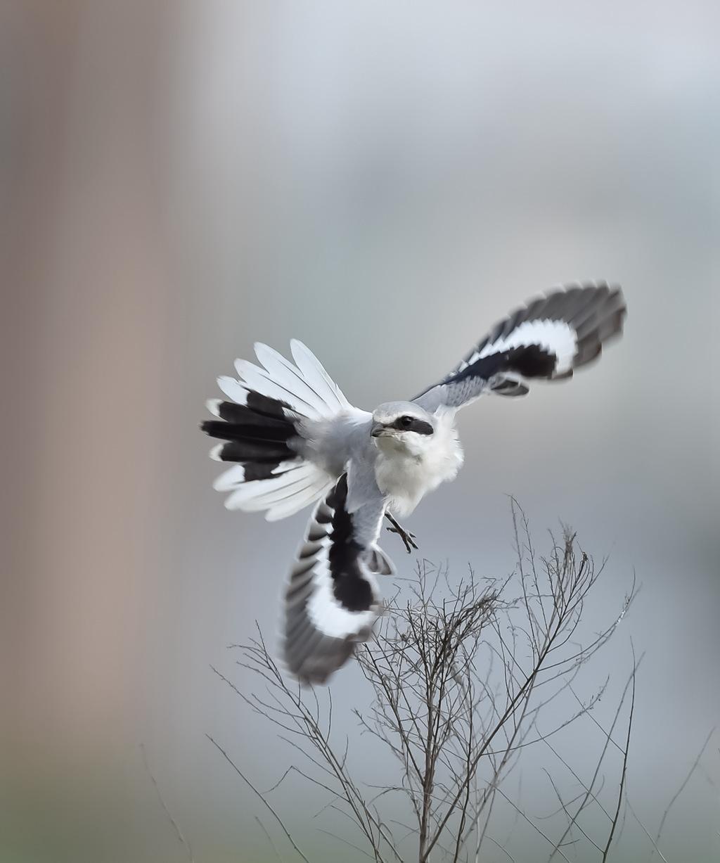 伯劳鸟和燕子,伯劳鸟与布谷鸟的区别