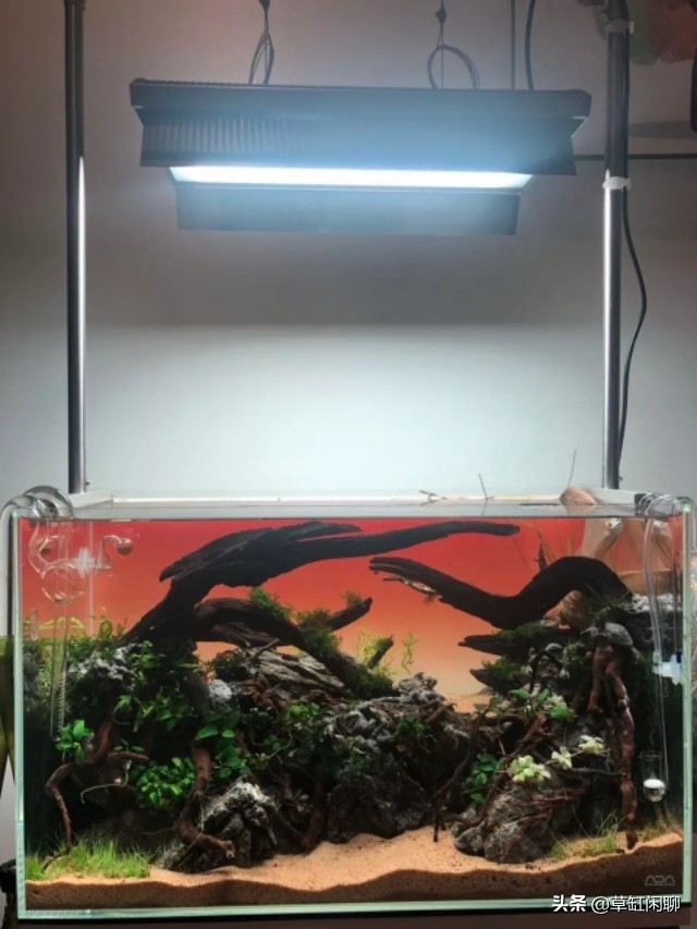 新手草缸造景之水草造景后的日常管理和维护