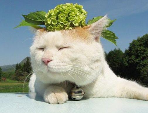 猫咪体外驱虫一般用什么药,猫咪体外驱虫哪种药好一些