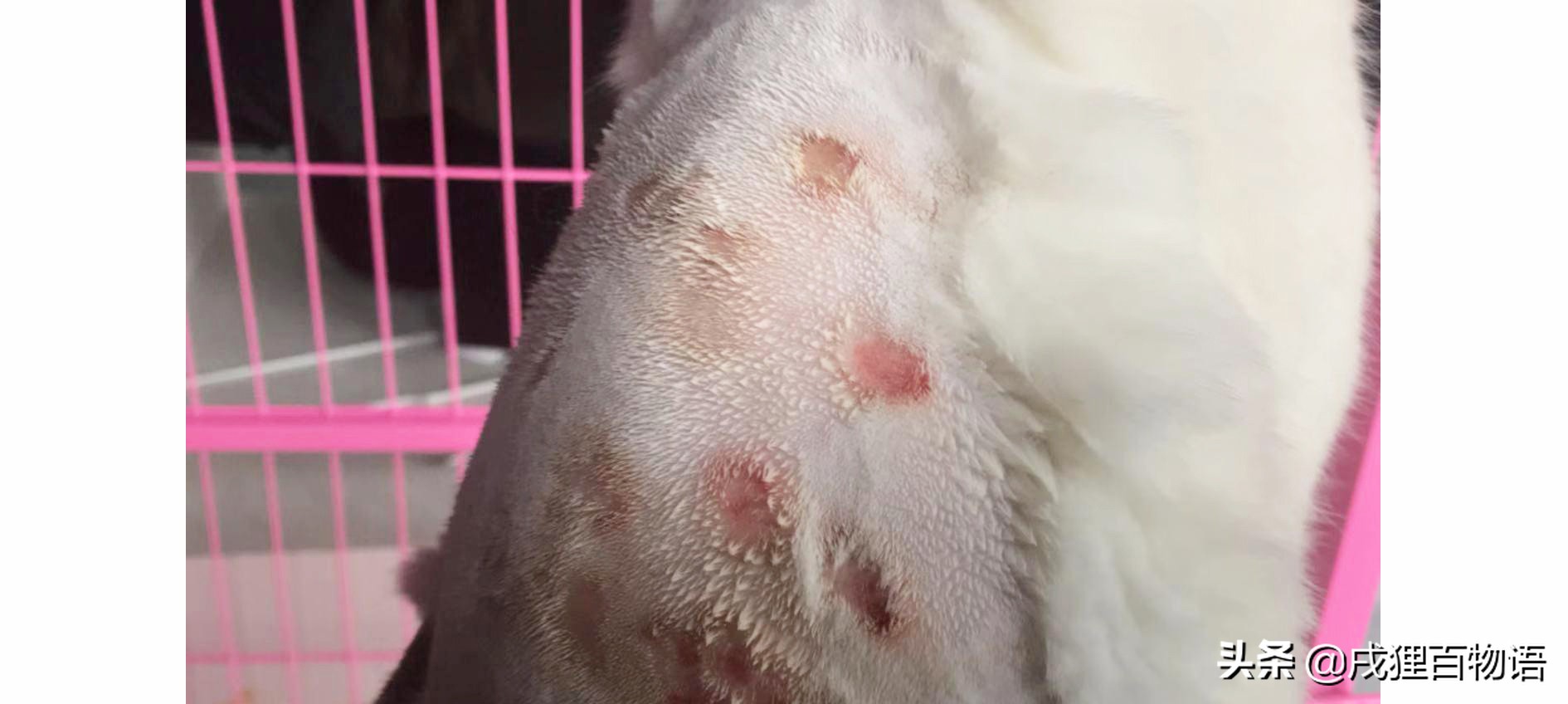 猫癣是怎么形成的猫癣有什么症状,猫癣为什么一直好不了