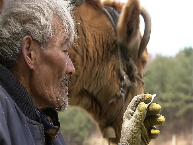 老黄牛被卖狗狗含泪送别,老黄牛被卖狗狗哭了