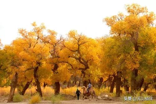 新疆的图木舒克市在什么位置,新疆的图木舒克是在北疆还是南疆