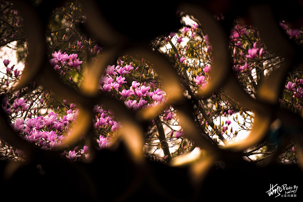 上海市市花白玉兰也叫玉兰花,白玉兰花是上海的市花吗