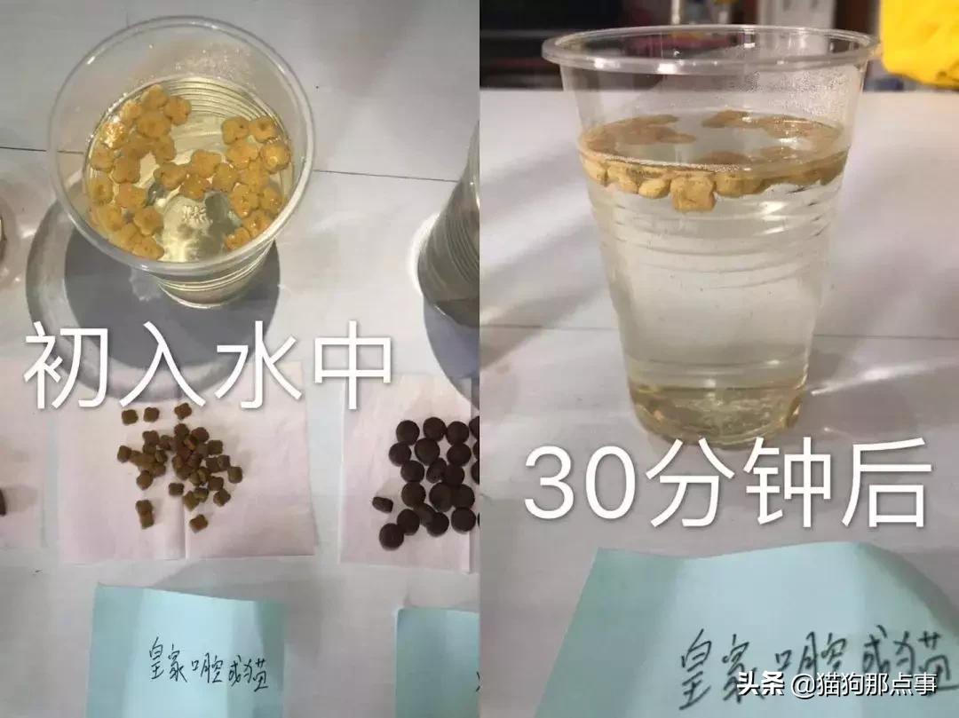 皇家猫粮营养成猫全价粮测评,皇家猫粮幼猫猫粮测评