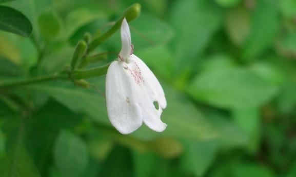 施今墨辨证,施今墨药对歌诀