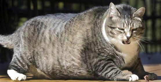 怎样预防猫的尿路结石,猫尿结石怎么治