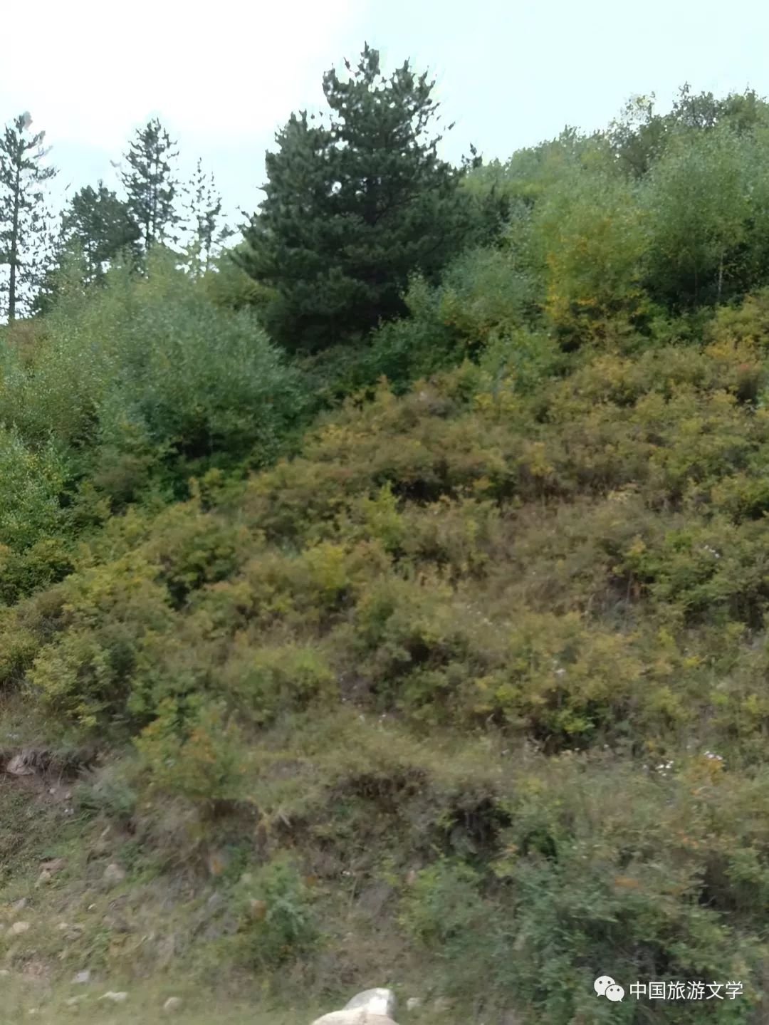 乌拉山大桦北,乌拉山大华北羊肉