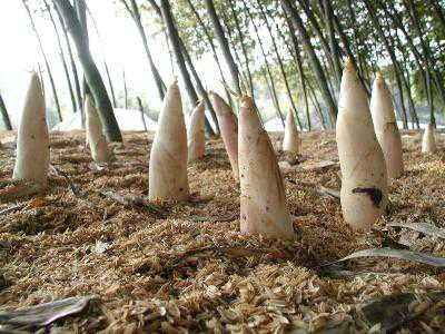 竹笋最著名的诗句,竹笋的诗句古诗带赏析