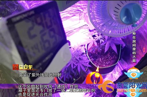 别人种花,别人种花我种葱