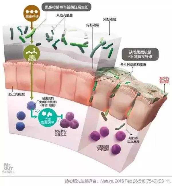 细菌影响基因发展吗,细菌的影响